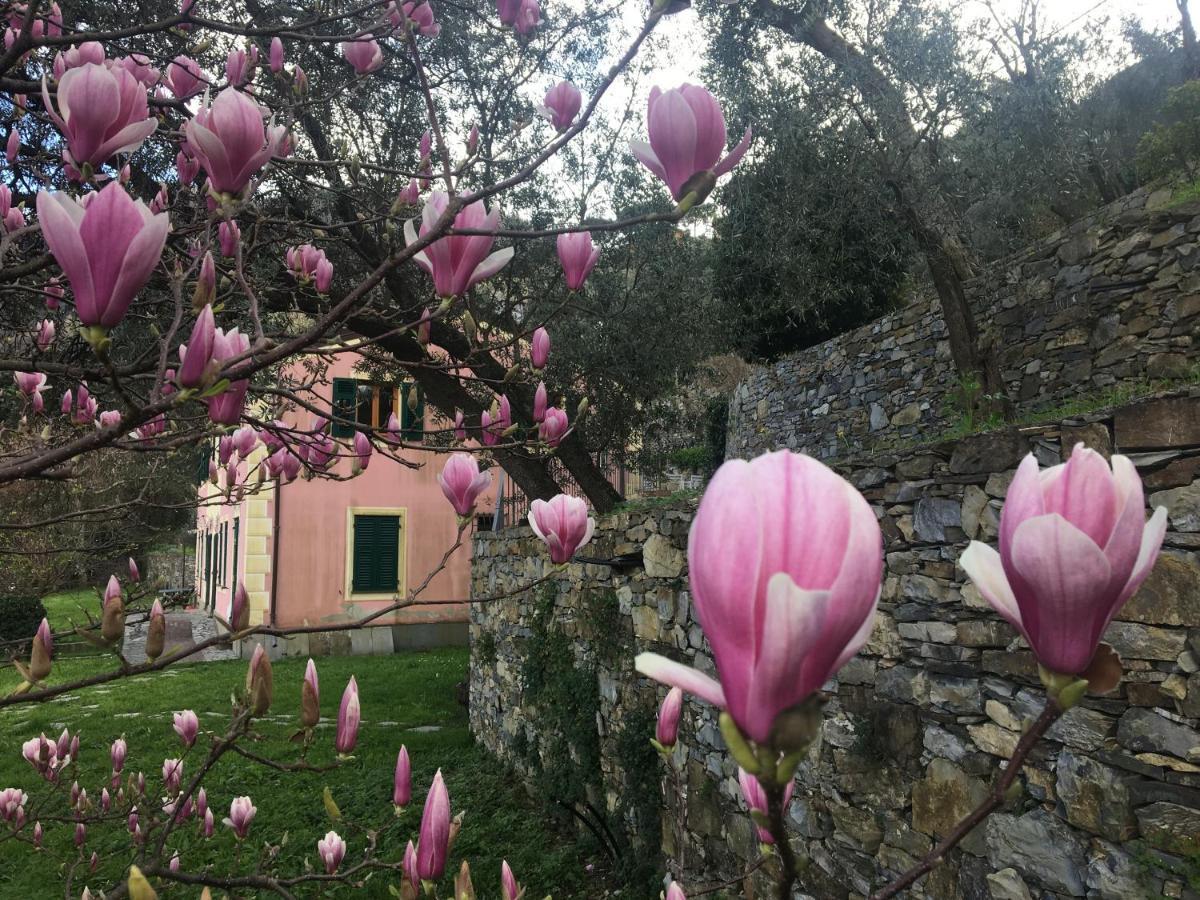 Villa Olivari - Apt La Lavanda Camogli Zewnętrze zdjęcie